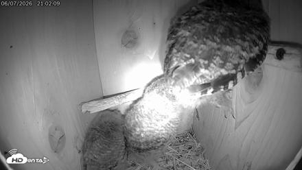 Eastern Screech Owl Live Cam - Jun 7, 2026, 10:46pm CDT
