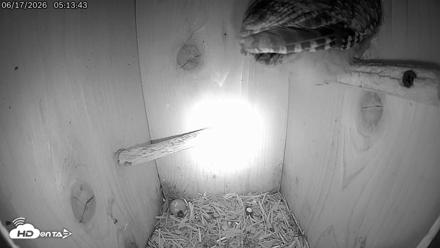 Eastern Screech Owl Live Cam - Jun 17, 2026, 5:32am CDT
