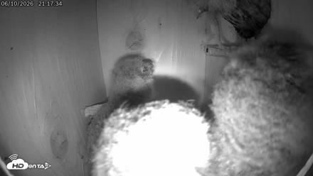 Eastern Screech Owl Live Cam - Jun 11, 2026, 12:22am CDT