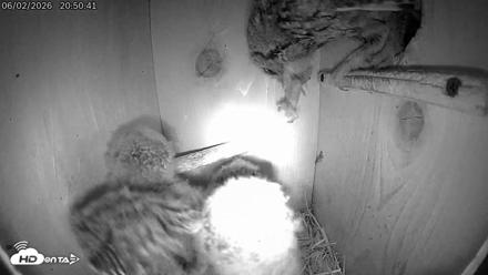 Eastern Screech Owl Live Cam - Jun 2, 2026, 10:33pm CDT