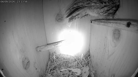 Eastern Screech Owl Live Cam - Apr 10, 2026, 4:10am CDT