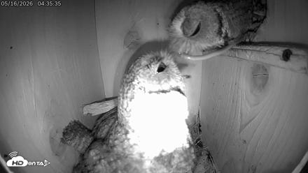 Eastern Screech Owl Live Cam - May 16, 2026, 11:33am CDT