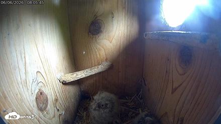 Eastern Screech Owl Live Cam - Jun 6, 2026, 8:06am CDT