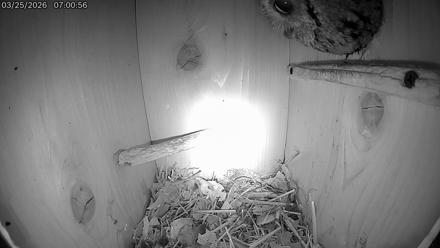 Eastern Screech Owl Live Cam - Mar 25, 2026, 7:51am CDT