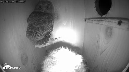 Eastern Screech Owl Live Cam - Jun 14, 2026, 4:03am CDT