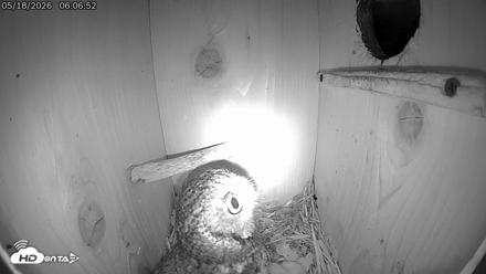 Eastern Screech Owl Live Cam - May 18, 2026, 6:09am CDT
