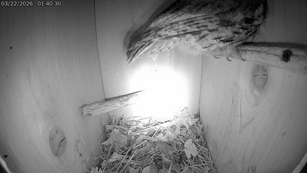 Eastern Screech Owl Live Cam - Mar 22, 2026, 8:38am CDT