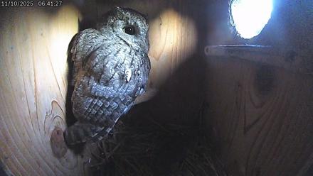 Eastern Screech Owl Live Cam - Nov 10, 2025, 6:45am CST