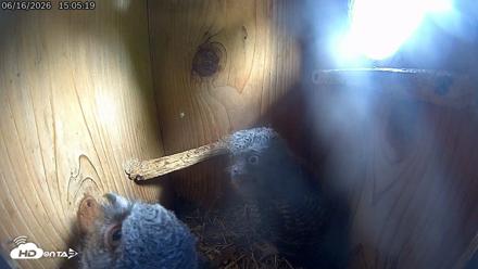 Eastern Screech Owl Live Cam - Jun 16, 2026, 4:50pm CDT