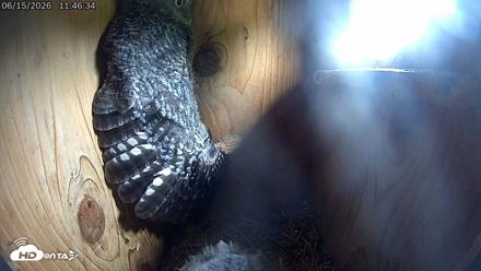 Eastern Screech Owl Live Cam - Jun 15, 2026, 5:53pm CDT
