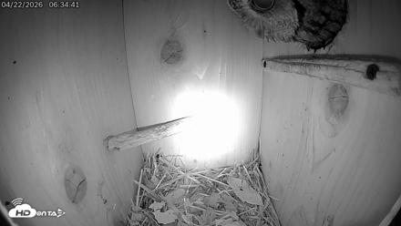 Eastern Screech Owl Live Cam - Apr 22, 2026, 3:21pm CDT