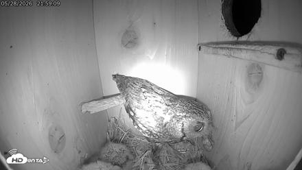 Eastern Screech Owl Live Cam - May 28, 2026, 10:02pm CDT