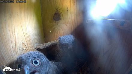 Eastern Screech Owl Live Cam - Jun 15, 2026, 6:18pm CDT