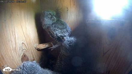 Eastern Screech Owl Live Cam - Jun 11, 2026, 8:11pm CDT
