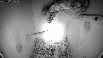 Eastern Screech Owl Live Cam - Mar 22, 2026, 11:56am CDT