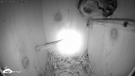 Eastern Screech Owl Live Cam - May 17, 2026, 10:59pm CDT