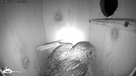 Eastern Screech Owl Live Cam - May 18, 2026, 9:05pm CDT