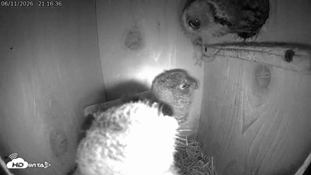 Eastern Screech Owl Live Cam - Jun 11, 2026, 10:04pm CDT