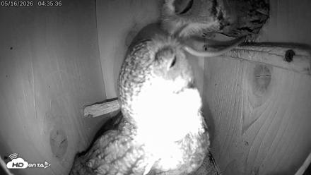 Eastern Screech Owl Live Cam - May 16, 2026, 4:36am CDT