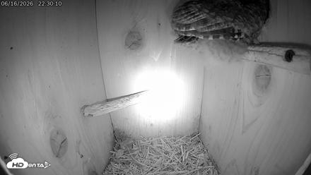 Eastern Screech Owl Live Cam - Jun 16, 2026, 10:31pm CDT