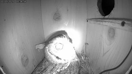 Eastern Screech Owl Live Cam - Nov 10, 2025, 9:36am CST