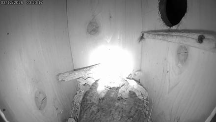 Eastern Screech Owl Live Cam - Mar 12, 2026, 7:54am CDT