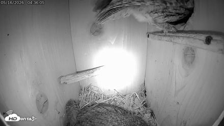 Eastern Screech Owl Live Cam - May 16, 2026, 4:36am CDT