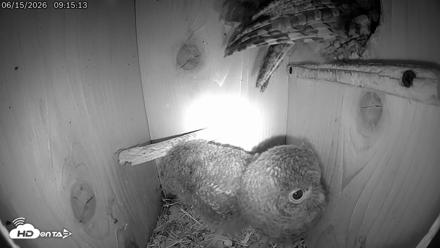 Eastern Screech Owl Live Cam - Jun 15, 2026, 5:30pm CDT