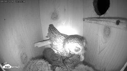 Eastern Screech Owl Live Cam - Jun 7, 2026, 6:59am CDT