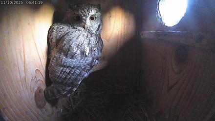 Eastern Screech Owl Live Cam - Nov 10, 2025, 6:45am CST