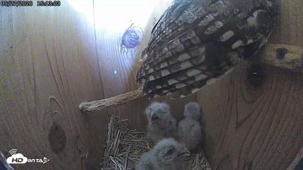 Eastern Screech Owl Live Cam - May 27, 2026, 3:13pm CDT