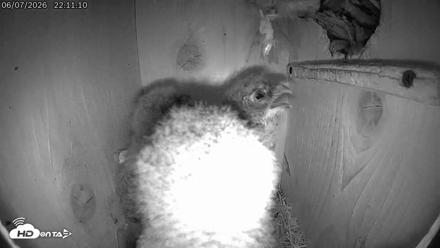 Eastern Screech Owl Live Cam - Jun 8, 2026, 12:27am CDT