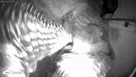 Eastern Screech Owl Live Cam - Jun 13, 2026, 9:47pm CDT