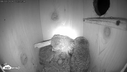 Eastern Screech Owl Live Cam - Jun 11, 2026, 12:44am CDT