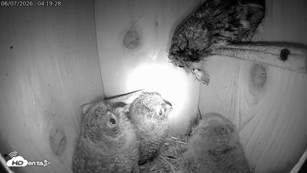 Eastern Screech Owl Live Cam - Jun 7, 2026, 7:43am CDT
