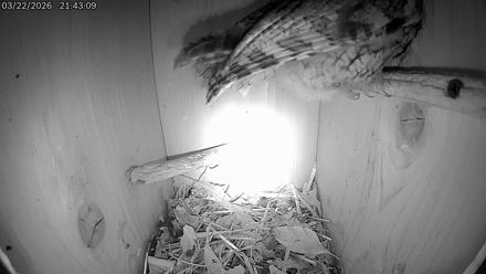 Eastern Screech Owl Live Cam - Mar 23, 2026, 12:40am CDT