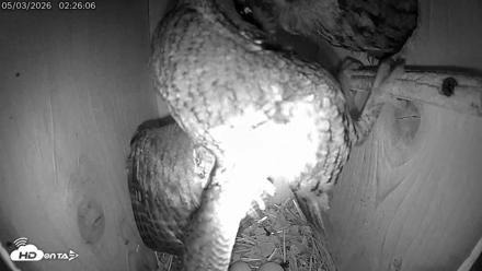 Eastern Screech Owl Live Cam - May 3, 2026, 6:58am CDT
