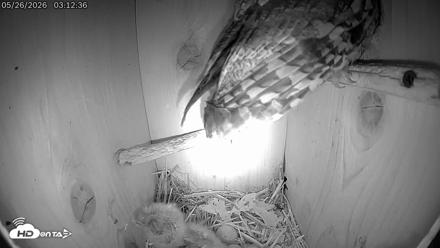 Eastern Screech Owl Live Cam - May 26, 2026, 3:53am CDT