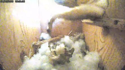 Eastern Screech Owl Live Cam - Jan 12, 2026, 8:16am CST