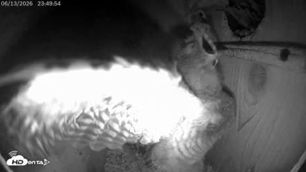 Eastern Screech Owl Live Cam - Jun 13, 2026, 11:55pm CDT