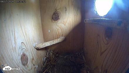 Eastern Screech Owl Live Cam - Apr 17, 2026, 7:40pm CDT