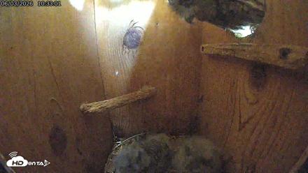 Eastern Screech Owl Live Cam - Jun 3, 2026, 7:31pm CDT