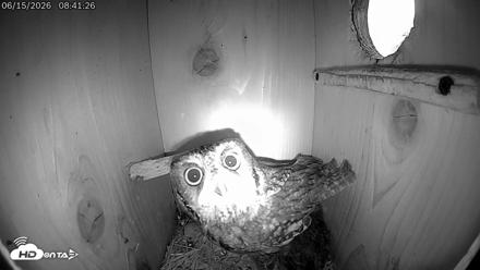 Eastern Screech Owl Live Cam - Jun 15, 2026, 5:19pm CDT