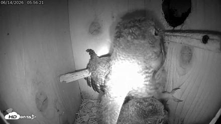 Eastern Screech Owl Live Cam - Jun 14, 2026, 8:39am CDT