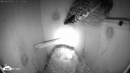 Eastern Screech Owl Live Cam - Jun 15, 2026, 11:10pm CDT