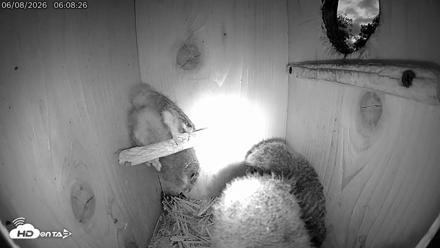 Eastern Screech Owl Live Cam - Jun 8, 2026, 6:45am CDT