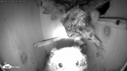 Eastern Screech Owl Live Cam - Jun 2, 2026, 11:18pm CDT