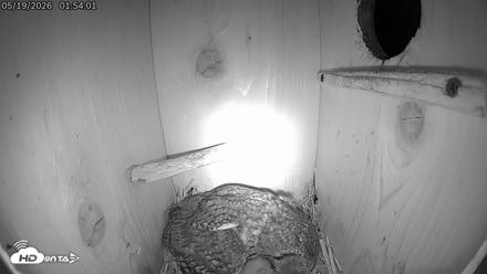 Eastern Screech Owl Live Cam - May 19, 2026, 1:59am CDT
