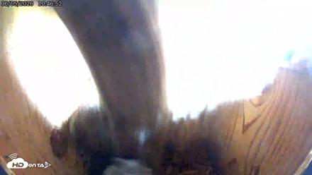 Eastern Screech Owl Live Cam - Jun 5, 2026, 1:43pm CDT