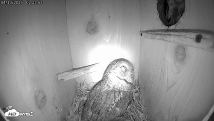 Eastern Screech Owl Live Cam - Apr 13, 2026, 11:19am CDT